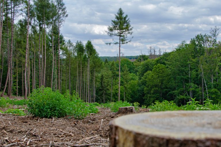 Portál Silvarium informoval o průběžných poznatcích projektu Larixutor a otevřel anketu o využití modřínu opadavého